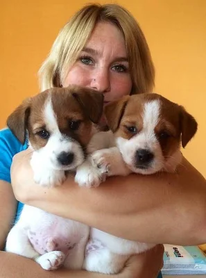 Jack Russell teriér - štěňátka s PP FCI